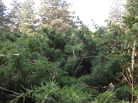 rrente Quarantore-20110911 107